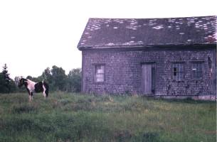 Horse and house, Sandy Cove, Shelburne County, Nova Scotia